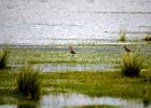 Grutto (Black-tailed godwit) (Limosa limosa) - Ogii Nuur 14-08-2016 (1)